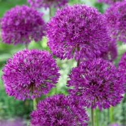 Bee Bulb Collection - Purple (Pack Of 50) -Seeds Fruit Shop Allium Purple Sensation
