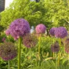 "Purple Sensation" Allium (Pack Of 8)