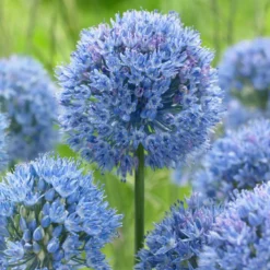 Bee Bulb Collection - Blue (Pack Of 50) -Seeds Fruit Shop Allium caeruleum