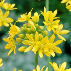 Bee Bulb Collection - Yellow (Pack Of 50) -Seeds Fruit Shop Allium moly