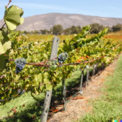 Wine Grape Vine - Cabernet Sauvignon -Seeds Fruit Shop Cab2