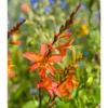 Crocosmia Crocosmiiflora Emily McKenzie (Pack Of 5)