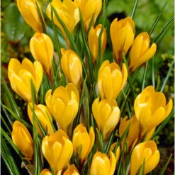 Bee Bulb Collection - Yellow (Pack Of 50) -Seeds Fruit Shop Crocus Golden Yellow