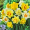 Double Daffodil Bulb Mix (Pack Of 12)