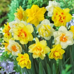 Double Daffodil Bulb Mix (Pack Of 12)