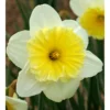 "Ice Follies" Large Cup Daffodil Bulbs (Pack Of 15)