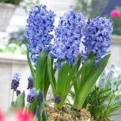 Bee Bulb Collection - Blue (Pack Of 50) -Seeds Fruit Shop Hyacinthus Delft Blue