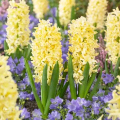 Bee Bulb Collection - Yellow (Pack Of 50) -Seeds Fruit Shop Hyacinthus Gipsy Princess