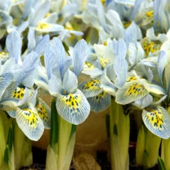 "Katherine Hodgkin" Dwarf Iris Bulbs (Pack Of 20)