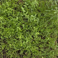 Peaceful Valley Dryland Erosion Fire Recovery Mix Nitrocoated (lb) -Seeds Fruit Shop MG 1112 web