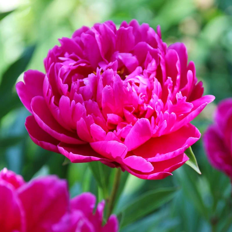Paeonia Lactiflora Karl Rosenfield (Pack Of 1) 1 Paeonia Lactiflora Karl Rosenfield (Pack Of 1)