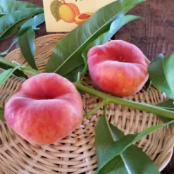 Potted Scarlet Halo Donut Peach Tree