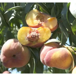 Sugar Tiger Donut Peach Tree