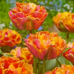"Royal Centennial" Double Late Peony Tulip Bulbs (Pack Of 6)