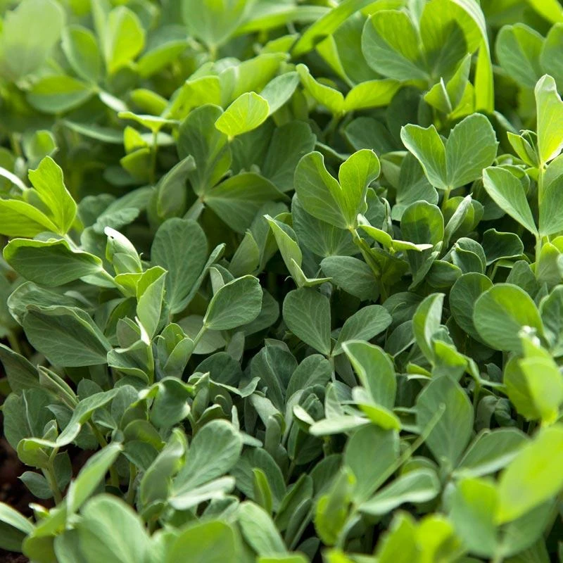 Biomaster Peas - Raw Seed (lb) 1 Biomaster Peas - Raw Seed (lb)