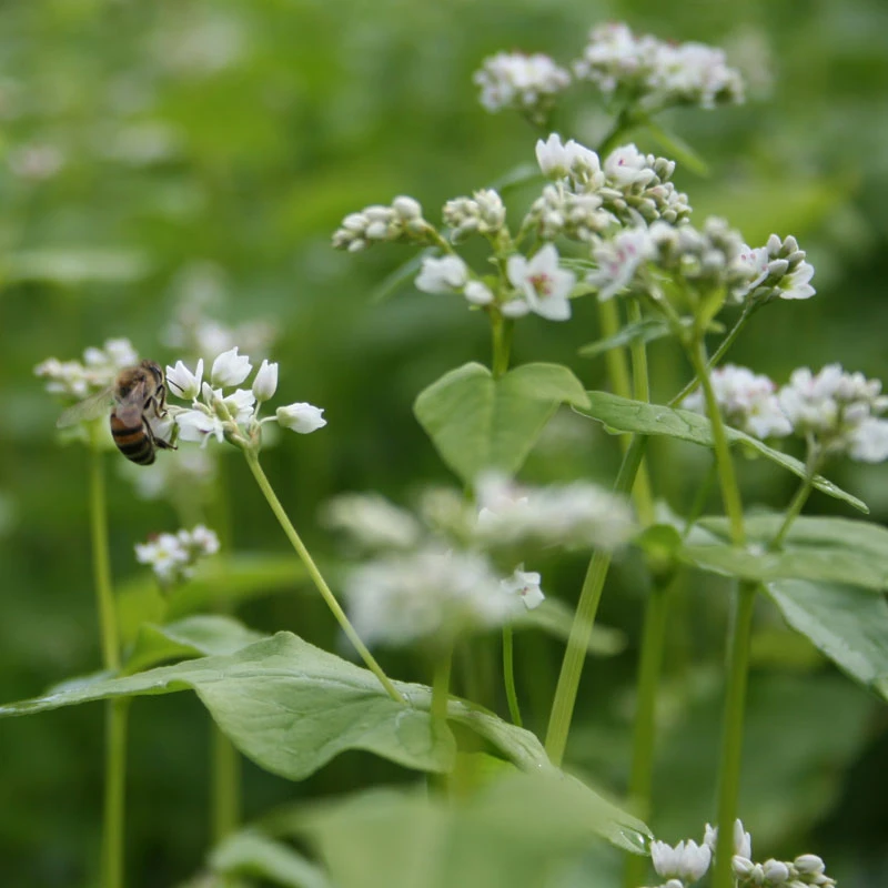 Organic Buckwheat Seed (lb) 3 Organic Buckwheat Seed (lb) - Image 3