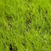 Buffalo Grass Seed (lb)