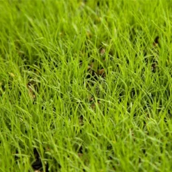 Buffalo Grass Seed (lb)