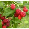 Organic Raspberry - Caroline Red (Ea)