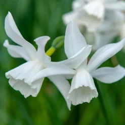 "Thalia" Triandrus Daffodil Bulbs (Pack Of 10)