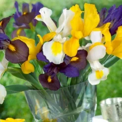 Iris Hollandica Blend (Pack Of 30)