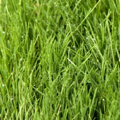 Fescue, Covar Sheep Seed (lb)