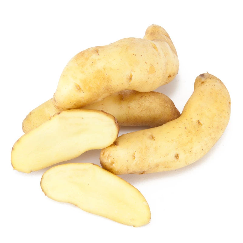 Fall-Planted Organic Austrian Crescent Fingerling Seed Potatoes (lb) 1 Fall-Planted Organic Austrian Crescent Fingerling Seed Potatoes (lb)