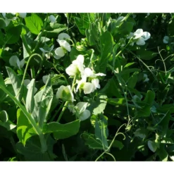 Frostmaster Peas - Raw Seed (Lb)