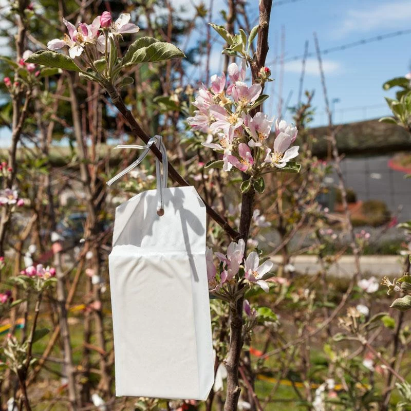 Honey Bee Lure 1 Honey Bee Lure