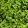 Ladino White Clover - Nitrocoated Seed (lb)