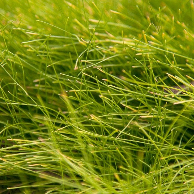 Molate Fescue Native Grass Seed (lb) 1 Molate Fescue Native Grass Seed (lb)