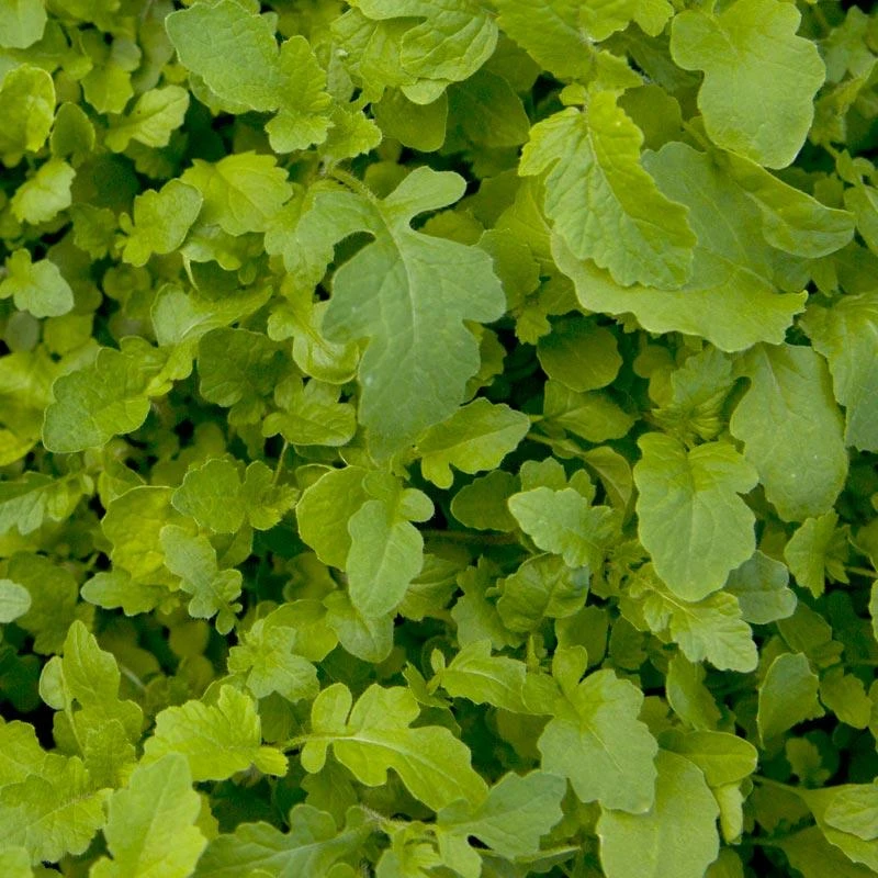 Mustard Mix Seed (lb) 1 Mustard Mix Seed (lb)