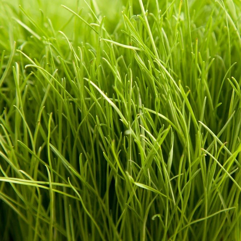 Organic Ryegrass, Tetraploid Perennial (lb) 1 Organic Ryegrass, Tetraploid Perennial (lb)