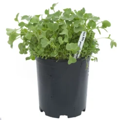 Peaceful Valley Good Bug Blend - Nitrocoated (lb) -Seeds Fruit Shop pbe970 a