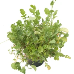 Peaceful Valley Good Bug Blend - Nitrocoated (lb) -Seeds Fruit Shop pbe970 b