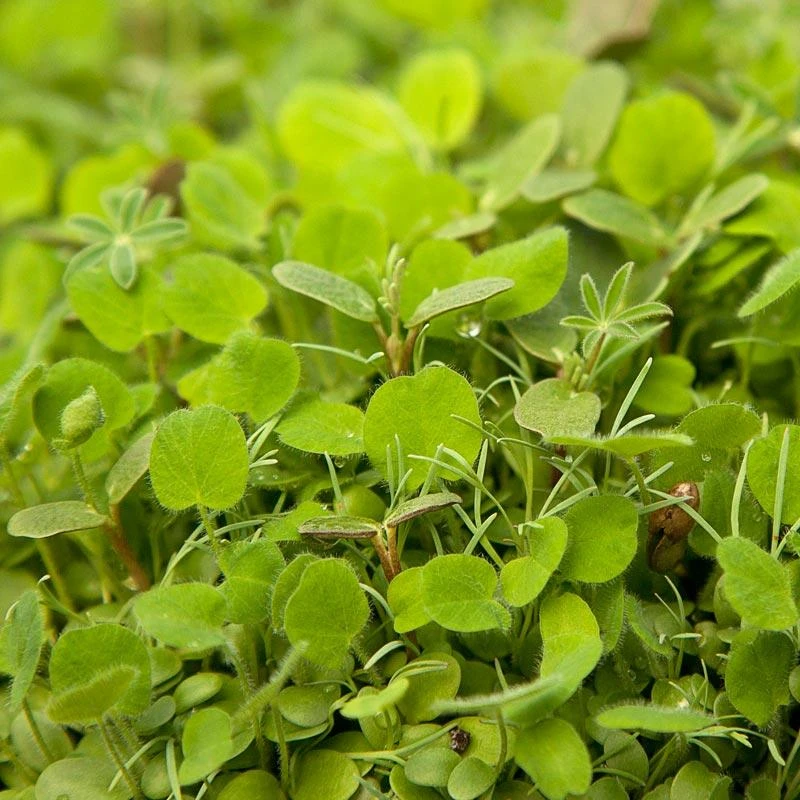 Peaceful Valley Regional Western Colorful Dryland Wildflower Mix - Nitrocoated Seed (lb) 1 Peaceful Valley Regional Western Colorful Dryland Wildflower Mix - Nitrocoated Seed (lb)