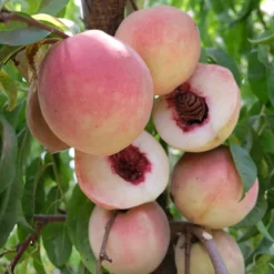 Pink Diamond Peach Tree