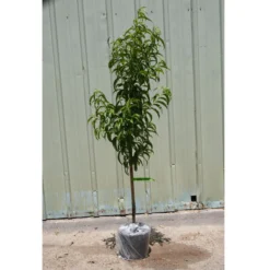 Seeds Fruit Shop -Seeds Fruit Shop potted tree general