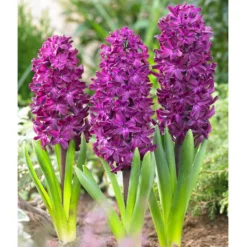 Bee Bulb Collection - Purple (Pack Of 50) -Seeds Fruit Shop purple hyacinthus