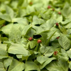 Red Cowpeas - Raw Seed (lb)