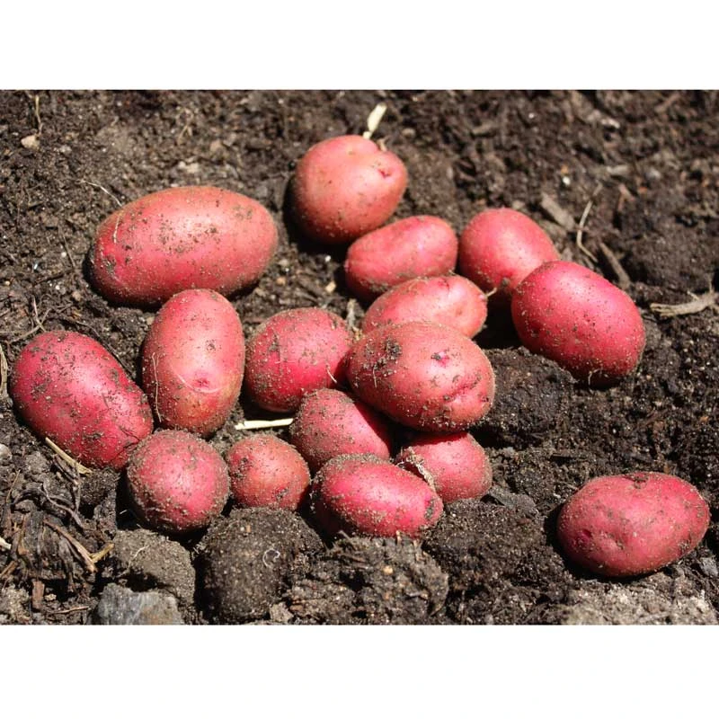 Fall-Planted Organic Red Pontiac Seed Potatoes (lb) 2 Fall-Planted Organic Red Pontiac Seed Potatoes (lb) - Image 2