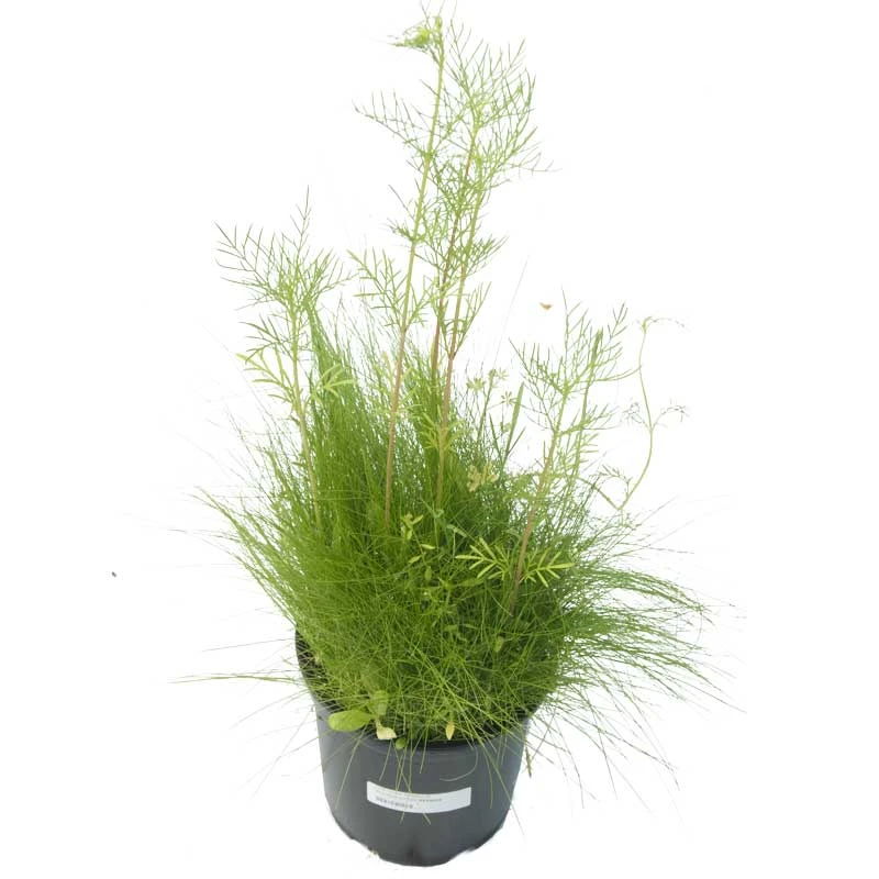 Peaceful Valley Low-Growing Grasses & Wildflowers Seed (lb) 2 Peaceful Valley Low-Growing Grasses & Wildflowers Seed (lb) - Image 2