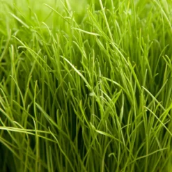 Turf Type Perennial Ryegrass Seed (lb)