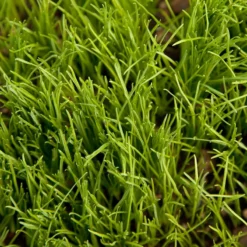 Organic Ryegrass, Oregon Annual (lb) -Seeds Fruit Shop scg545 1