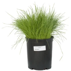 Organic Ryegrass, Oregon Annual (lb) -Seeds Fruit Shop scg550b
