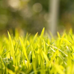 Sudangrass Seed (lb) -Seeds Fruit Shop scg702 web