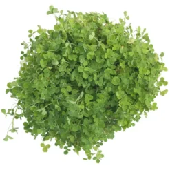 Crimson Clover - Nitrocoated Seed (lb) -Seeds Fruit Shop scl310 a