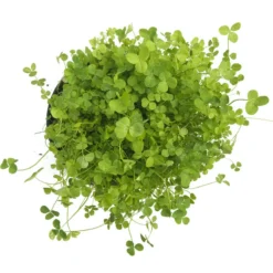 Ladino White Clover - Nitrocoated Seed (lb) -Seeds Fruit Shop scl320 b 1