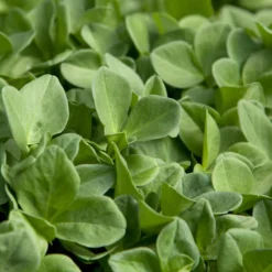 Fava Bean, Windsor, Raw Seed (lb) 7 Fava Bean, Windsor, Raw Seed (lb) -Seeds Fruit Shop scl700 1 1