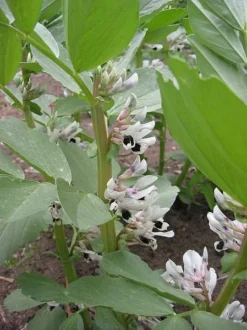 Bell Beans - Raw Seed (lb) -Seeds Fruit Shop scl700 flwr